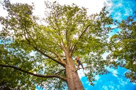 Best Lawn Maintenance Plans  in Falmouth, VA