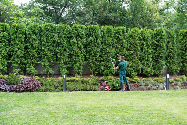 Best Lawn Pest Prevention  in Falmouth, VA