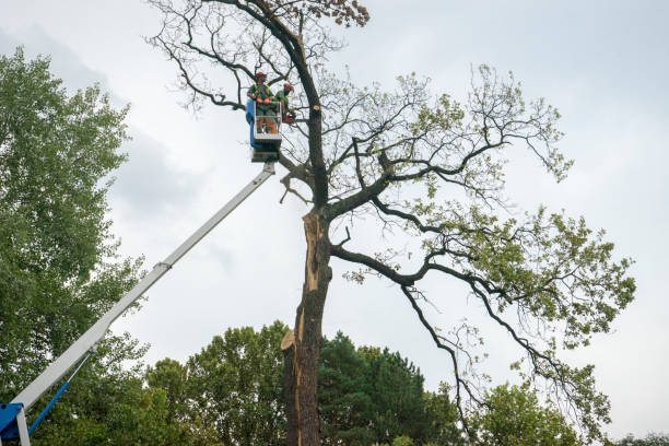 Best Tree Fertilization  in Falmouth, VA