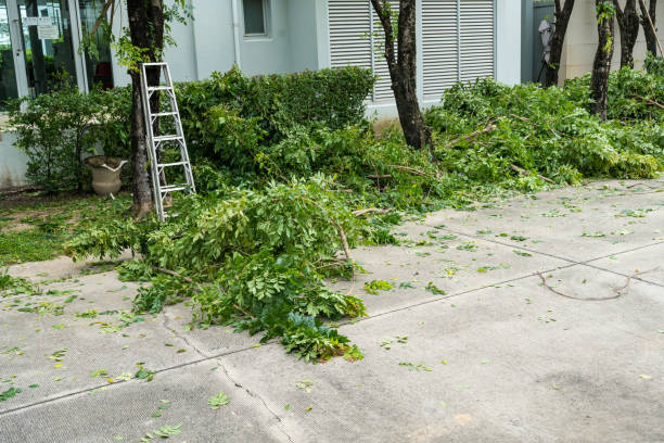 Best Tree Removal  in Falmouth, VA