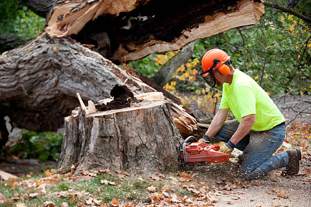 Best Fruit Tree Pruning  in Falmouth, VA