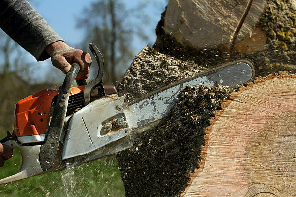 Best Tree Trimming and Pruning  in Falmouth, VA